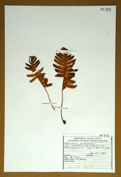 Polypodium cambricum L. subsp. serrulatum (Sch ex Arcong) Pic.Ser.