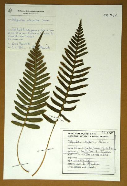 Polypodium interjectum Shivas