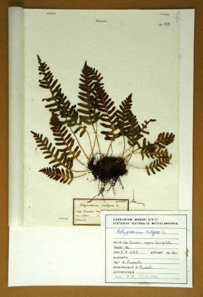 Polypodium vulgare L.