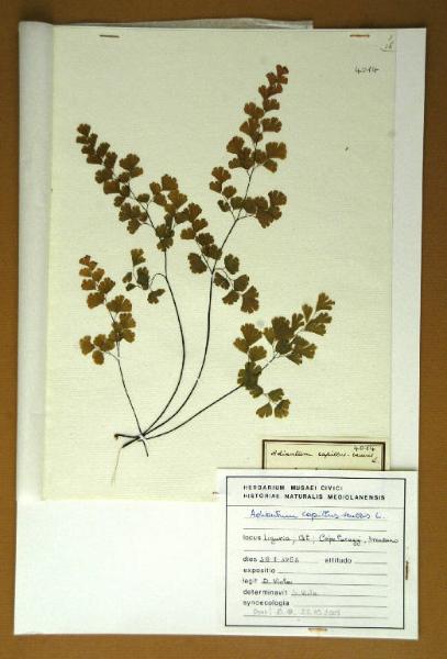 Adiantum capillus-veneris L.