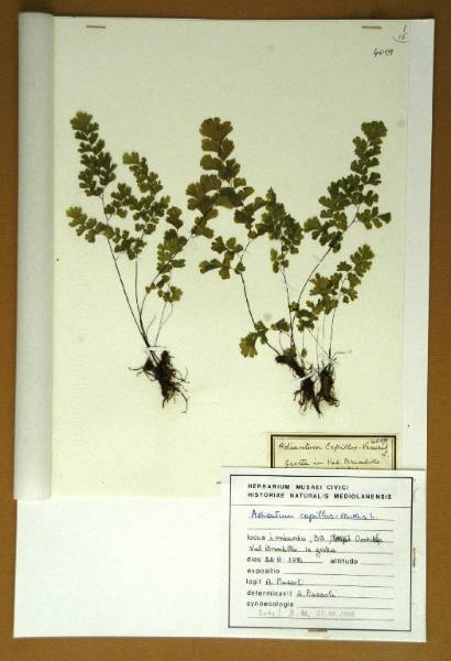 Adiantum capillus-veneris L.