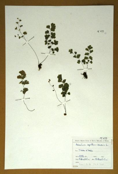 Adiantum capillus-veneris L.