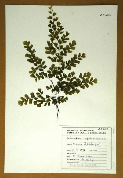 Adiantum capillus-veneris L.