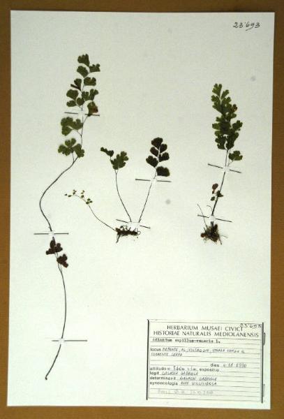 Adiantum capillus-veneris L.