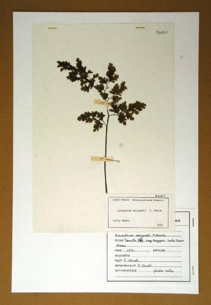 Adiantum weigandii T.Moore