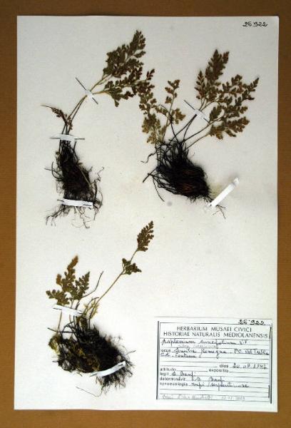 Asplenium cuneifolium Viv.