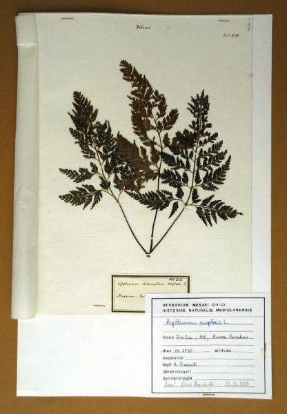 Asplenium adiantum-nigrum L.