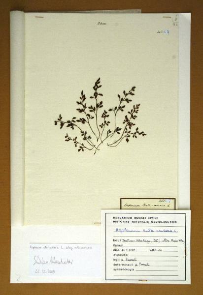 Asplenium ruta-muraria L. 
v. pseudo-germanicum Henfl.