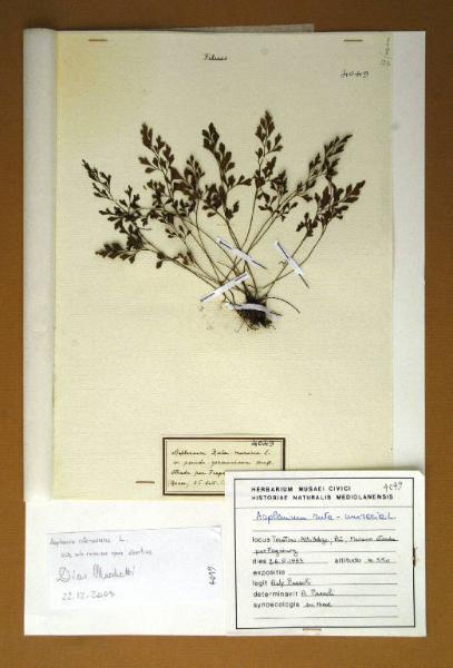 Asplenium ruta-muraria L. 
v. pseudo-germanicum Henfl.