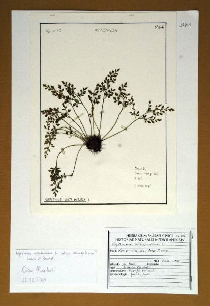 Asplenium ruta-muraria L.