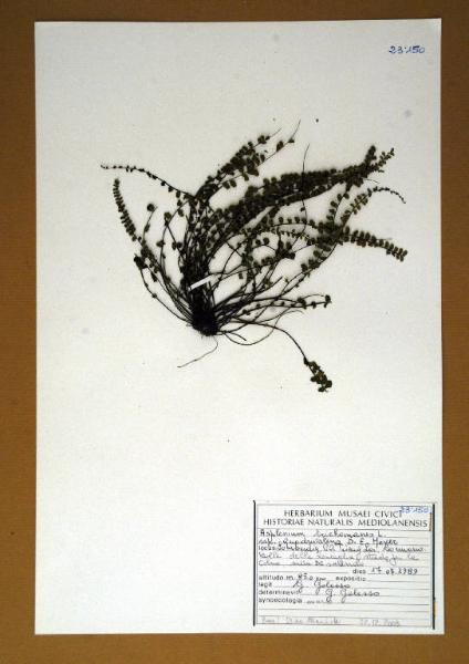 Asplenium trichomanes L. subsp. quadrivalens D.E.Meyer