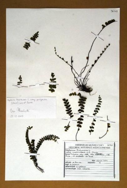 Asplenium trichomanes L. subsp. quadrivalens D.E.Meyer