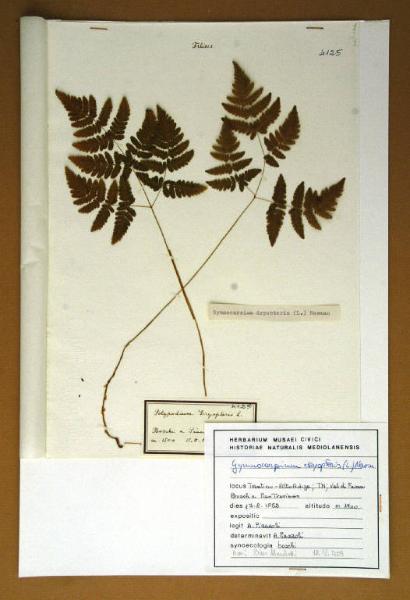 Polypodium dryopteris L.