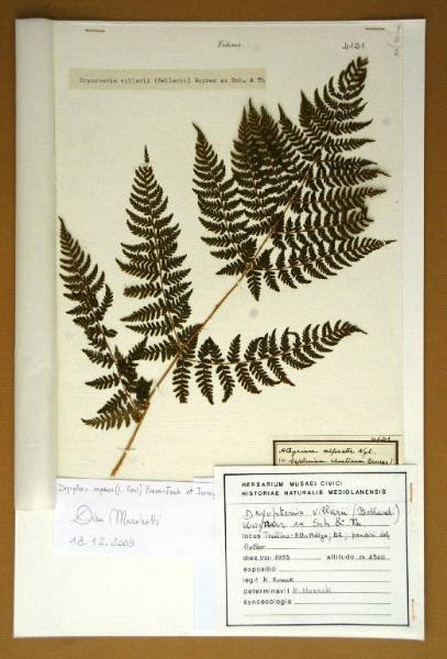 Athyrium alpestre Nyl.
(= Asplenium rhaeticum Bruegg.)