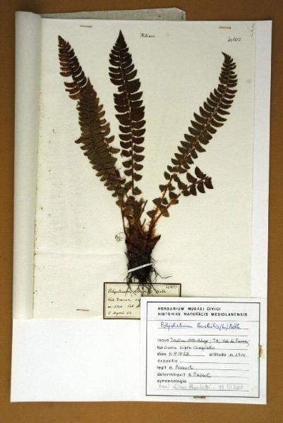 Polystichum lonchitis Roth.