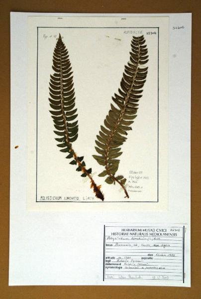 Polystichum lonchitis (L.) Roth