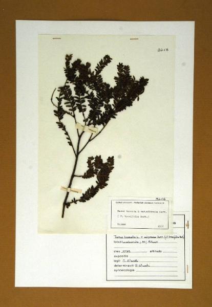 Taxus baccata L. var. adpressa Carr.
(= T. breviflora Hort.)