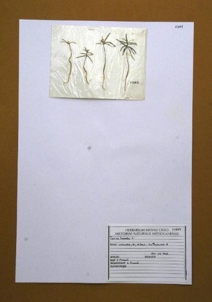 Taxus baccata L.
