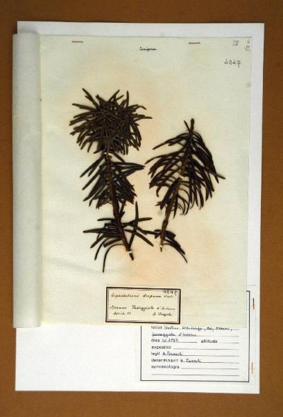 Cephalotaxus drupacea Sieb.