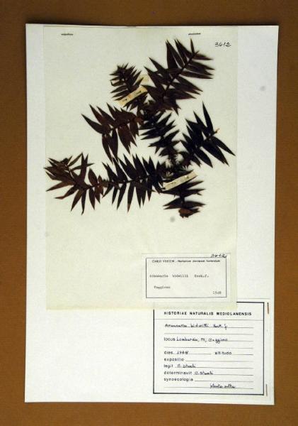 Araucaria bidwilli Hook.f.