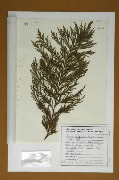 Thuja orientalis L.