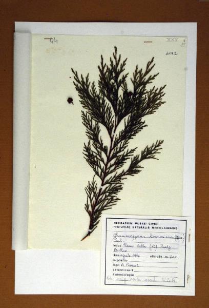 Thuja orientalis L.