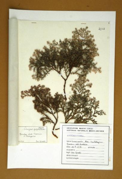 Thuja gigantea