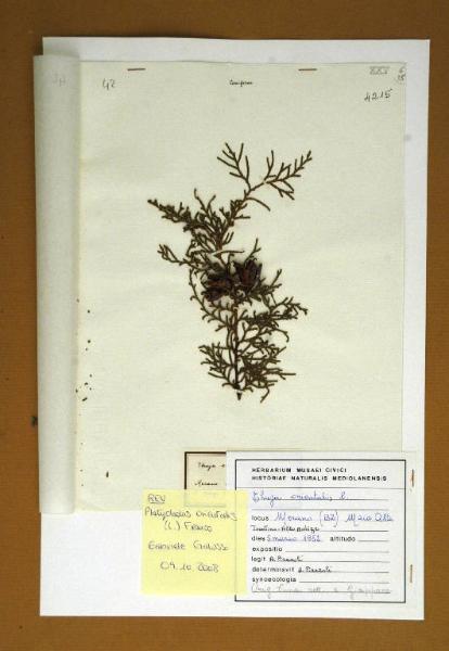 Thuja orientalis L.