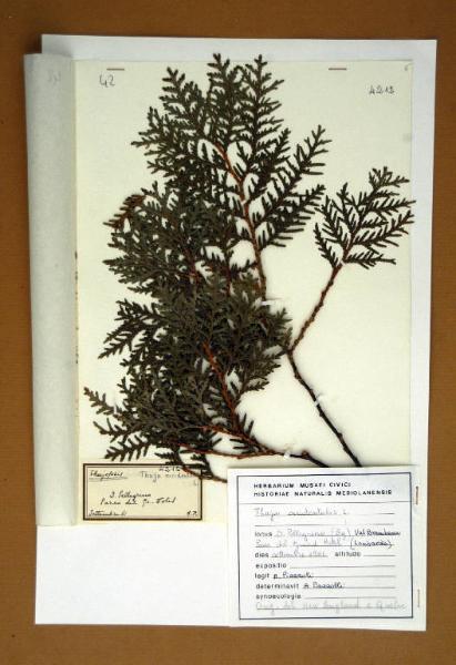 Thuja occidentalis L.