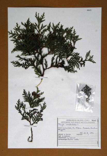 Thuja occidentalis L.