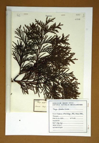 Thuja gigantea Nutt.