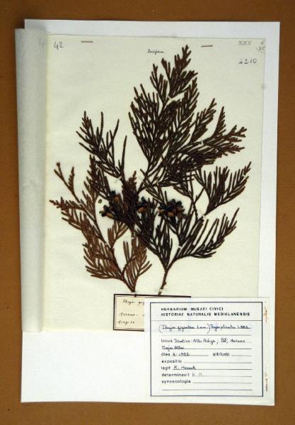 Thuja gigantea Nutt.