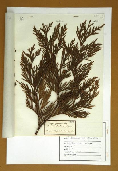 Thuja gigantea Nutt.