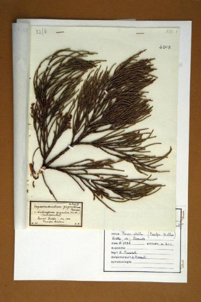 Sequoiadendron giganteum Buckh.
(=Wellingtonia gigantea Lindl.)