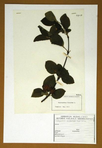 Calycanthus floridus L.