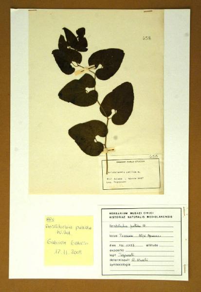 Aristolochia pallida W.