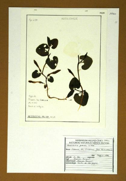 Aristolochia pallida Willd.