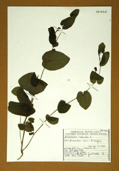 Aristolochia rotunda L.