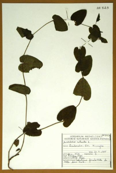 Aristolochia rotunda L.