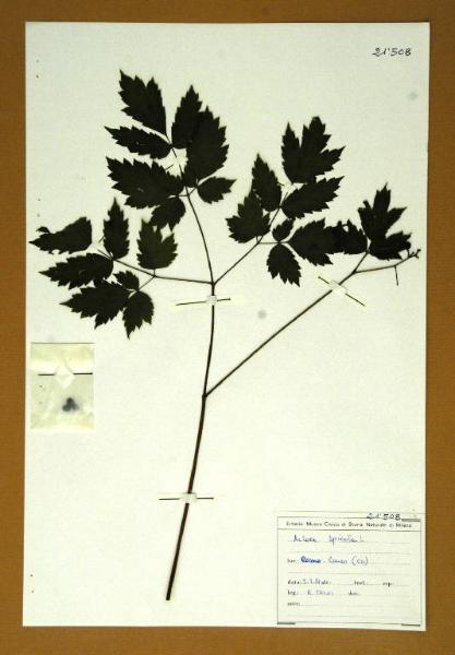 Actaea spicata L.