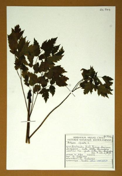 Actaea spicata L.