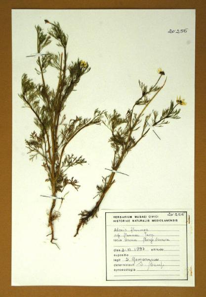 Adonis flammea ssp. flammea Jacq.