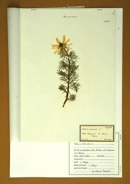 Adonis vernalis L.