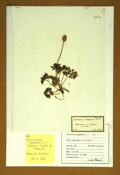 Anemone baldensis Turra