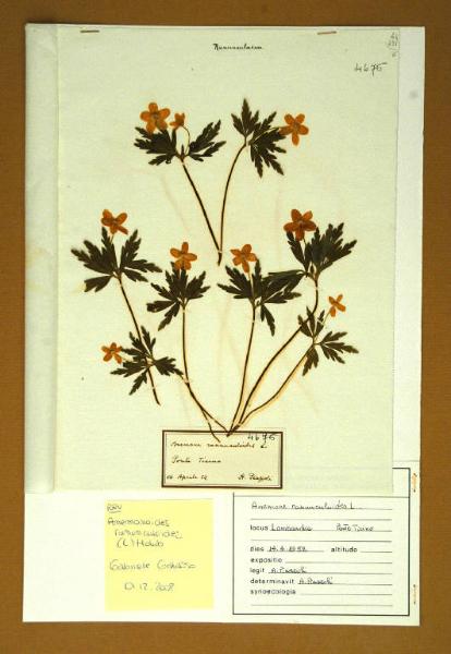 Anemone ranunculoides L.