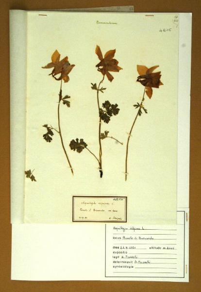 Aquilegia alpina L.