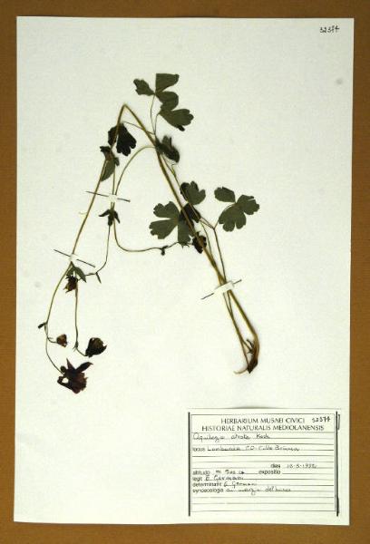 Aquilegia atrata Koch