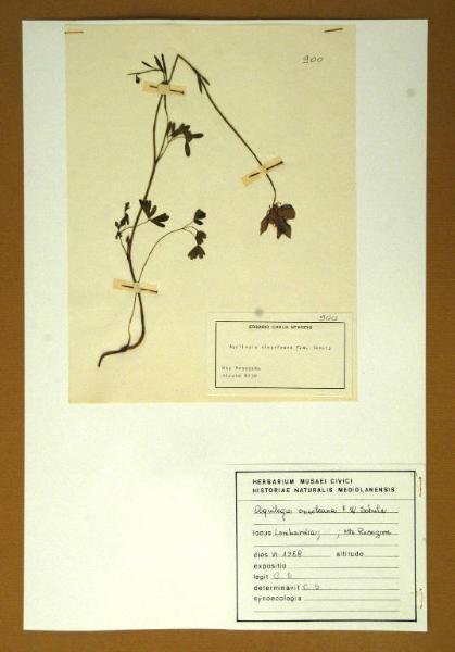 Aquilegia einseleana F.W.Schultz