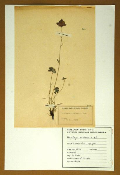 Aquilegia einseleana F.W.Schultz