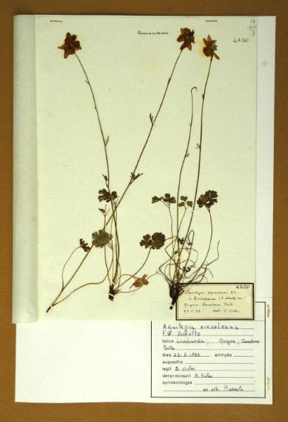 Aquilegia pyrenaica DC. var. einseleana F.Schultz